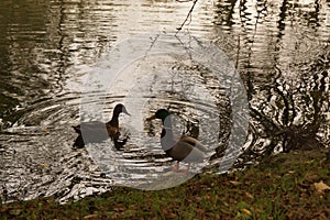 Bassin de la Muette - Elancourt Ã¢â¬â France - Ducks and birds which swim in a lake close to a forest. The nature is beautiful.